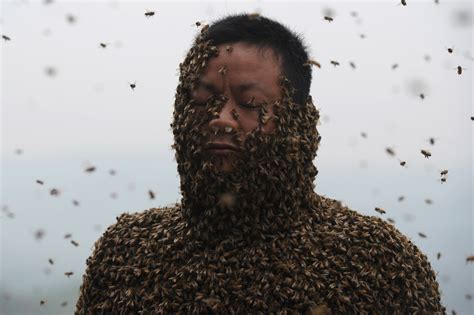 why are there no bees in china